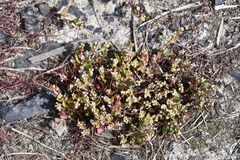 Polygonum humifusum