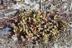 Polygonum humifusum