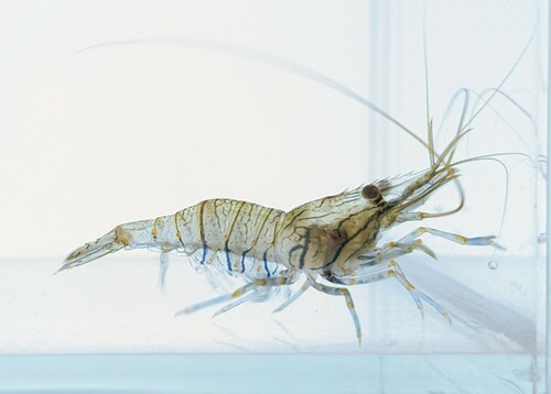Photo of Rockpool prawn (Palaemon elegans)