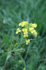 Erysimum cheiranthoides