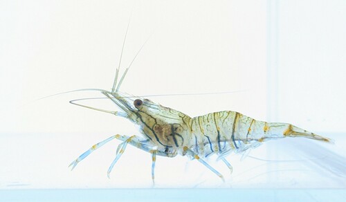 Photo of Rockpool prawn (Palaemon elegans)