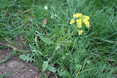 Erysimum cheiranthoides