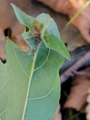 Andricus foliaformis