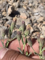 Brickellia oblongifolia
