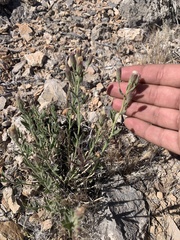 Brickellia oblongifolia