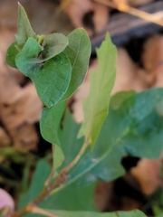 Andricus foliaformis