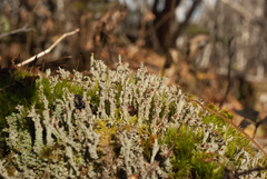 Cladonia squamosa