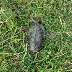 Emys orbicularis