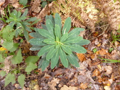 Euphorbia amygdaloides