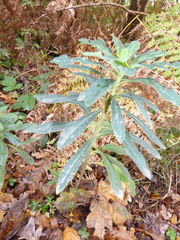 Euphorbia amygdaloides