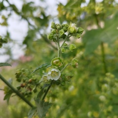 Kearnemalvastrum lacteum