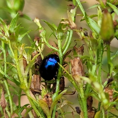 Chrysolina varians