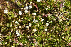 Sagina saginoides