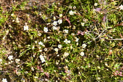 Sagina saginoides