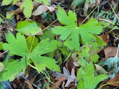 Anemonastrum canadense