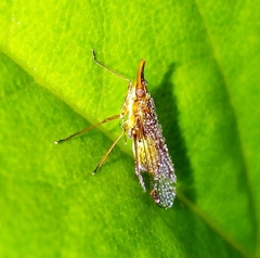 Dictyopharinae