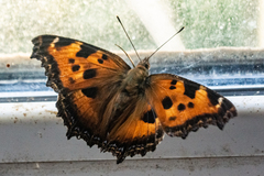 Nymphalis xanthomelas