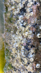 Amphibalanus amphitrite