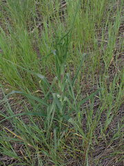 Tragopogon dubius
