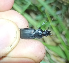 Abax parallelepipedus