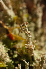 Cladonia squamosa