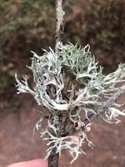Evernia prunastri