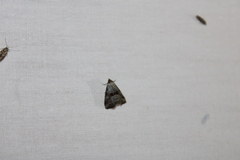 Hyperstrotia flaviguttata