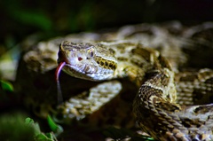 Bothrops mattogrossensis