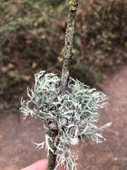 Evernia prunastri