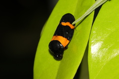 Cosmoscarta abdominalis