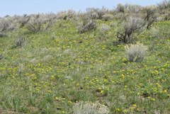 Lomatium donnellii