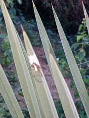 Oxyopes