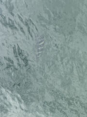 Archosargus probatocephalus