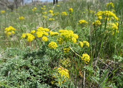 Lomatium donnellii