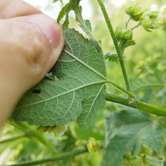 Kearnemalvastrum lacteum