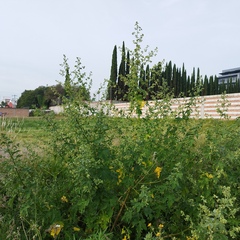 Kearnemalvastrum lacteum