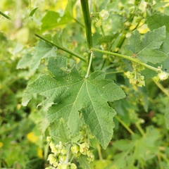 Kearnemalvastrum lacteum