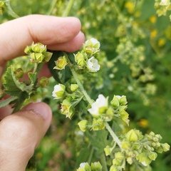 Kearnemalvastrum lacteum