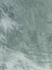 Archosargus probatocephalus