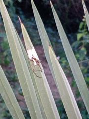 Oxyopes