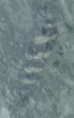 Archosargus probatocephalus