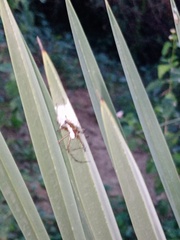 Oxyopes