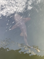 Ginglymostoma cirratum