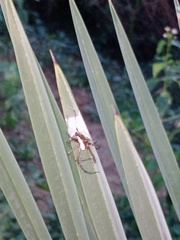 Oxyopes
