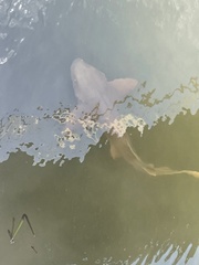 Ginglymostoma cirratum