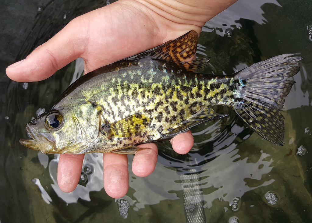 Black Crappie - A Spring Time Tradition
