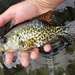 Black Crappie - Photo (c) Oregon Department of Fish & Wildlife, some rights reserved (CC BY-SA)