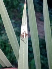 Oxyopes