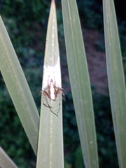 Oxyopes