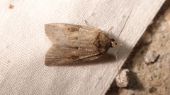 Nycteola asiatica